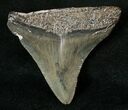 Bargain Megalodon Tooth - South Carolina #17364-1